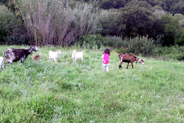 vasilikos horses farm deer