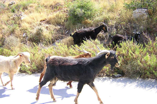 vasilikos horses farm goats