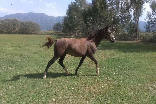 vasilikos horses farm horse