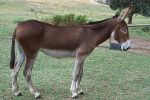 vasilikos horses farm donkey