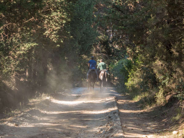 vasilikos horses riding to the forest