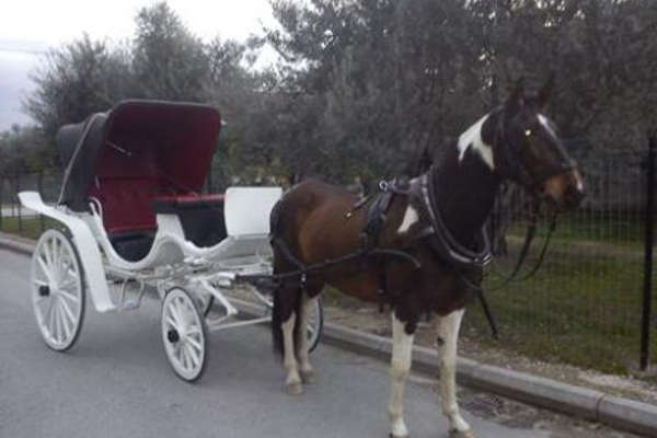 vasilikos horses carriage riding