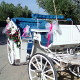 vasilikos horses service horse drawn carriage rides