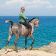 vasilikos horses service horse riding